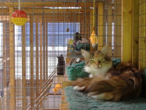 Happy cats at Haytor Cattery