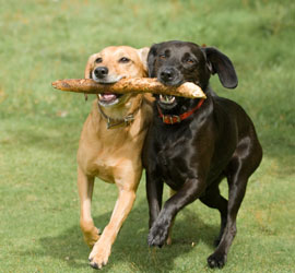 dogs-playing-with-stick