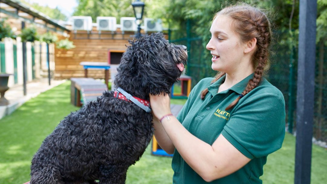 Haytor Dog Boarding Kennels Near Dorking - Haytor Kennels and Cattery ...