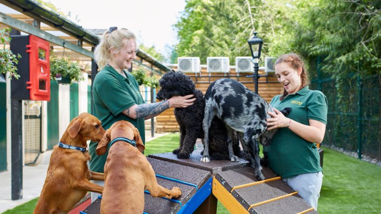 Haytor Dog Boarding Kennels Near Dorking - Haytor Kennels and Cattery ...